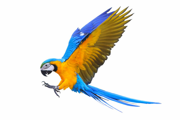 Барвистий літаючий папуга ізольований на білому
 - Фото, зображення