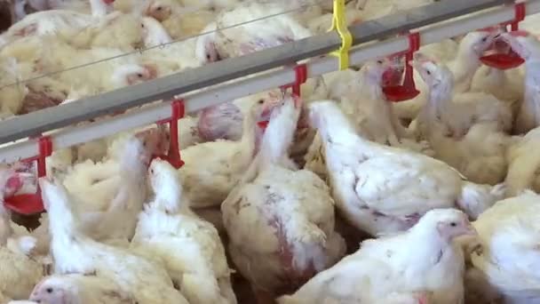 Modern Kümes Hayvanları Çiftliği / Damızlık tavuklar için modern kümes hayvanları çiftliği - Video, Çekim