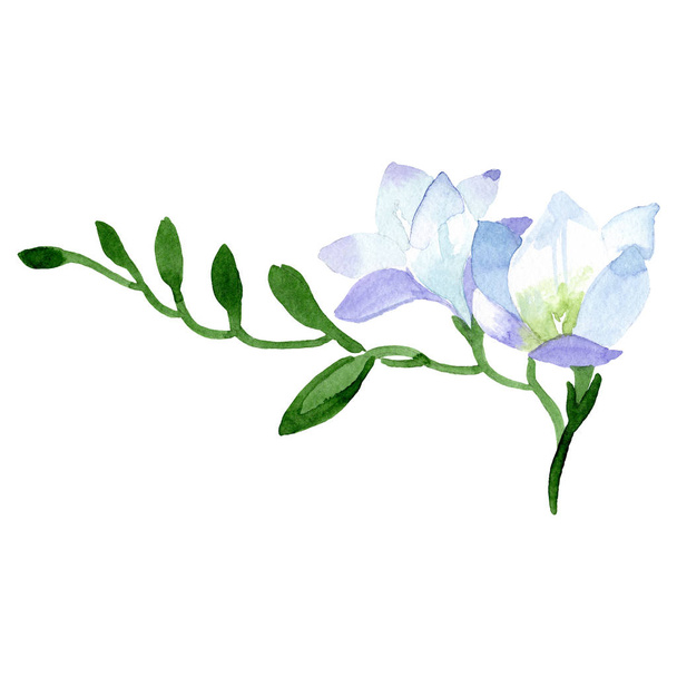 White freesia floral botanical flower. Watercolor background set. Isolated freesia illustration element. - 写真・画像