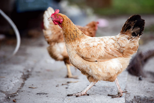 Polli in allevamento di pollame tradizionale allevato all'aperto. - Foto, immagini