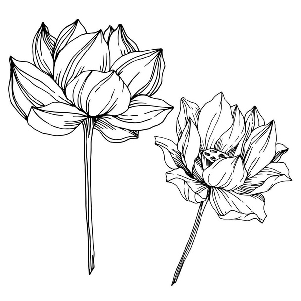 Vektör Lotus çiçek botanik çiçekler. Siyah ve beyaz oyulmuş mürekkep sanatı. İzole lotus illüstrasyon elemanı. - Vektör, Görsel