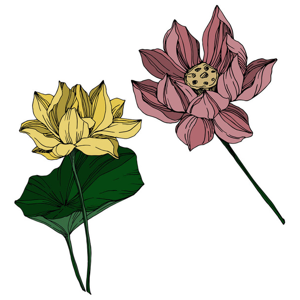 Vector Lotus floral botanical flowers. Black and white engraved ink art. Isolated lotus illustration element. - Vektor, Bild
