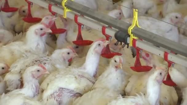 Pollos de cría / Granja avícola moderna para la cría de pollos
 - Imágenes, Vídeo