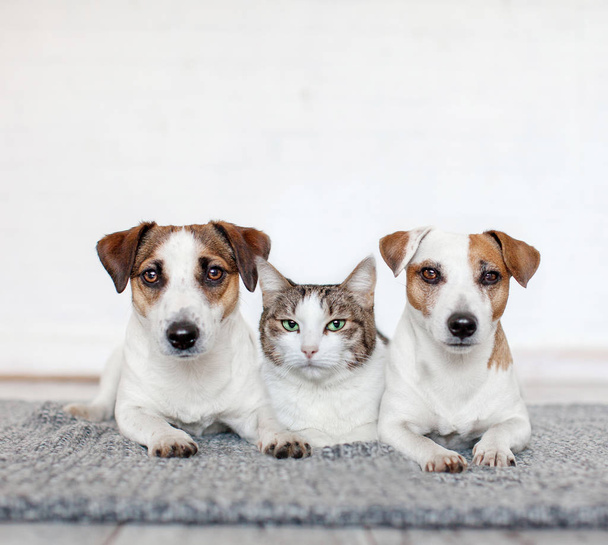 Dog and cat together - Фото, изображение