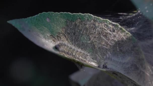 Caterpillars eat a leaf of an apple tree. Web. Sunny summer day. Close-up. - Footage, Video