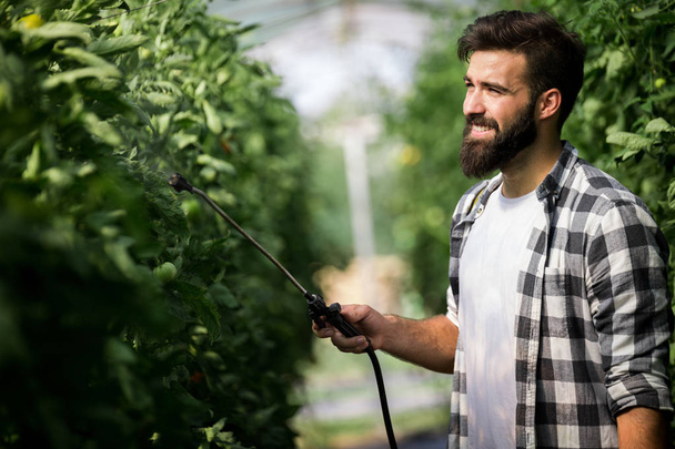 Attractive happy male farmer working in his greenhouse - Photo, image