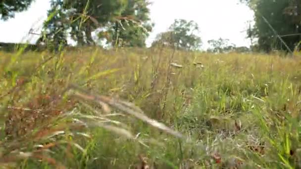 kamera kráčí vpřed a střílí vysokou divokou zelenou trávu, která se jemně stělí větrem - Záběry, video