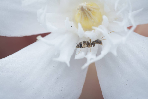 primer plano sobre las hormigas carpinteras en flor antidisenterica wrightia blanca
 - Foto, imagen