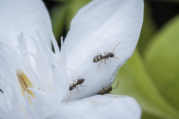 白いライトリアのアンティッセンテリカの花の大工アリのクローズアップ - 写真・画像