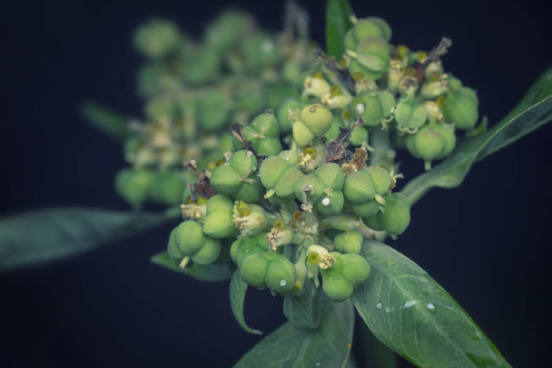 Nahaufnahme von wilder Euphorbie Heterophylla Weed - Foto, Bild
