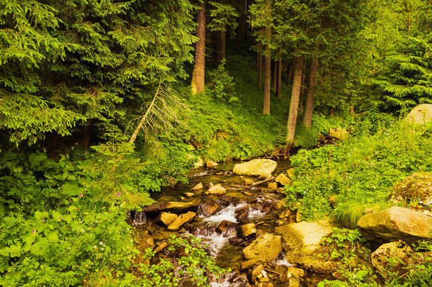 The source of the Prut River in the Carpathian Mountains. Tourist route to Mount Hoverla. Beautiful summer landscape - Photo, Image