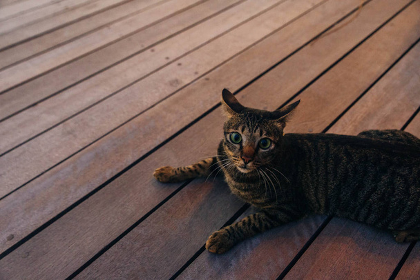 Katze auf einem Holzboden bei Sonnenuntergang - Foto, Bild