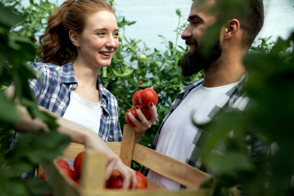 Cute woman and man in tomato plant at hothouse - Фото, зображення