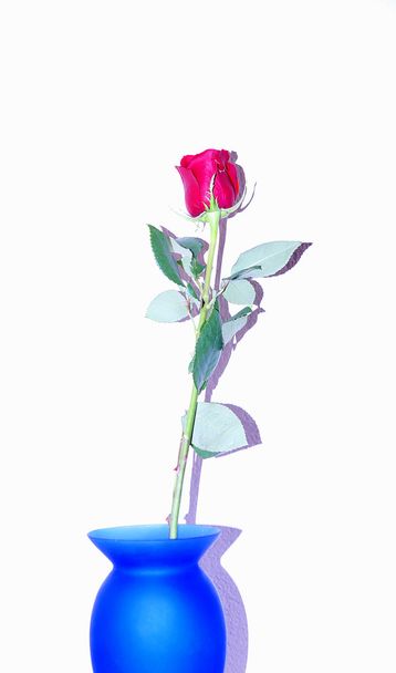 Синя ваза з червоною трояндою
 - Фото, зображення