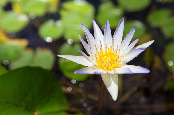 weiße Lotusblüte  - Foto, Bild