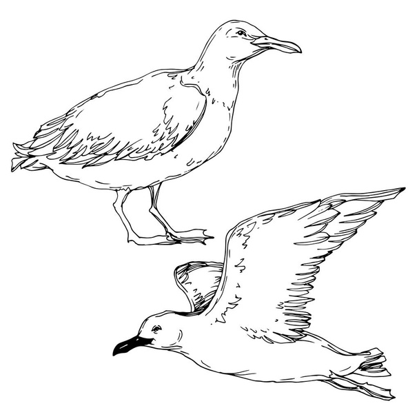 Vector Sky bird seagull in a wildlife isolated. Black and white engraved ink art. Isolated seagull illustration element. - Vetor, Imagem