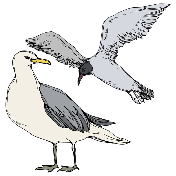 Sky bird seagull in a wildlife. Black and white engraved ink art. Isolated gull illustration element. - Vektori, kuva
