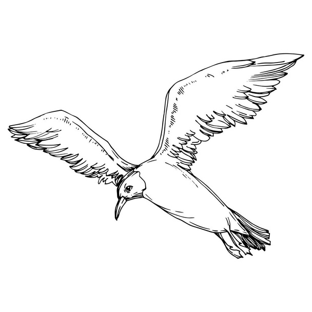 Gaivota do pássaro do céu em uma vida selvagem. Tinta gravada a preto e branco. Elemento de ilustração isolado da gaivota
. - Vetor, Imagem