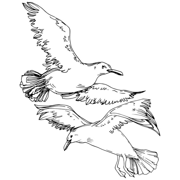 野生動物のスカイ鳥カモメ 野生の自由 飛ぶ翼を持つ鳥 黒と白の彫刻インクアート 白い背景に孤立したカモメのイラスト要素 ロイヤリティフリーのベクターグラフィック画像