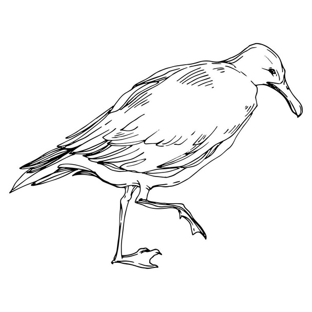 Sky bird seagull in a wildlife. Black and white engraved ink art. Isolated gull illustration element. - Vector, imagen