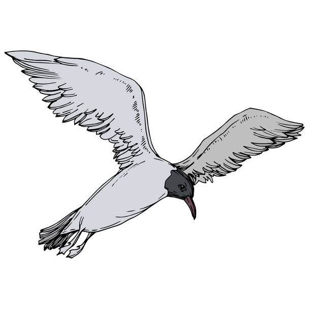 Sky bird seagull in a wildlife. Black and white engraved ink art. Isolated gull illustration element. - Vector, Image