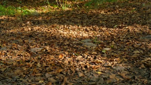 Paseos en bicicleta de montaña caídas hojas amarillas de otoño, cámara lenta
 - Metraje, vídeo