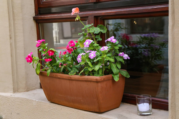 Na okenní římse stojí hrnec s krásnými květinami - Fotografie, Obrázek