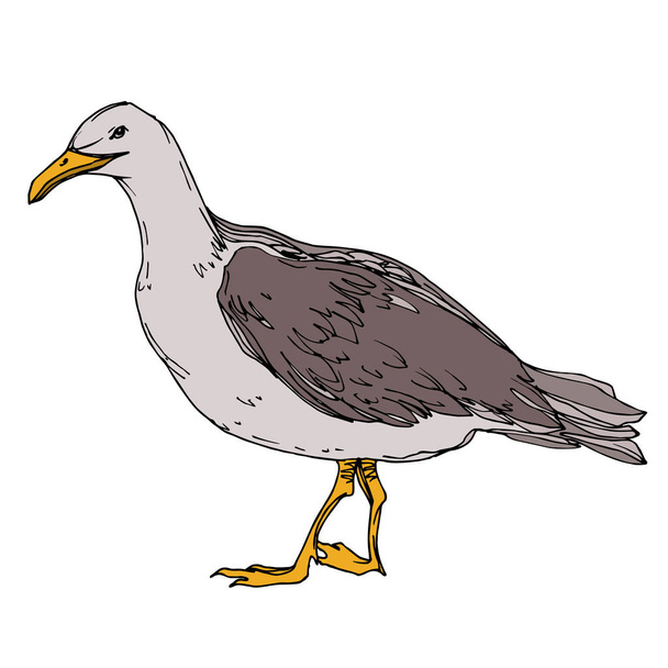 Vector Sky bird seagull in a wildlife. Black and white engraved ink art. Isolated seagull illustration element. - Vektor, Bild
