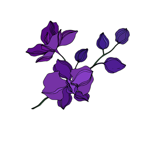 Vector Orchid floral botanical flowers. Black and purple engraved ink art. Isolated orchids illustration element. - Vektör, Görsel