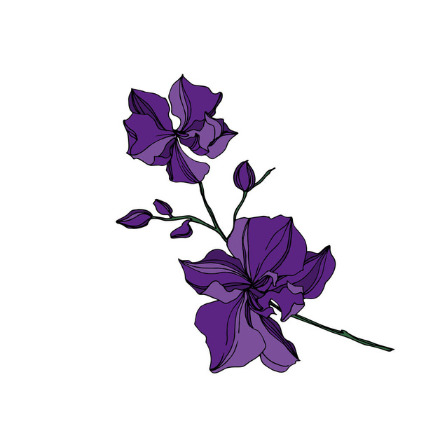 Vector Orchid kwiatowe kwiaty botaniczne. Czarna i fioletowa grawerowana sztuka atramentu. Element ilustracji na białym tle orchidei. - Wektor, obraz