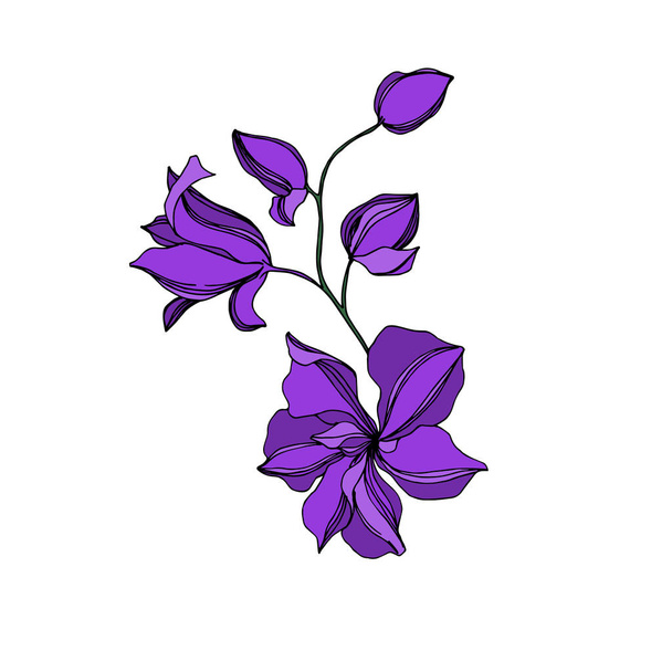 Vector Orchid floral botanical flowers. Black and purple engraved ink art. Isolated orchids illustration element. - Vector, Image