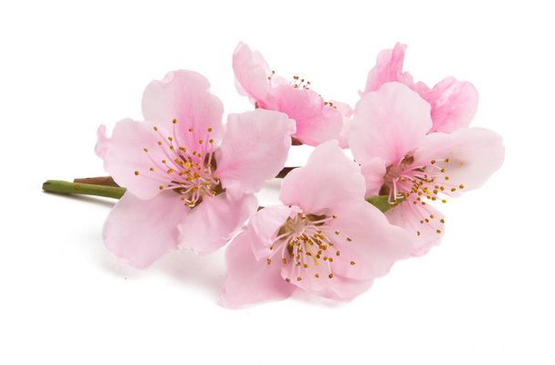 Flor de cerezo, flores de sakura aisladas
  - Foto, Imagen