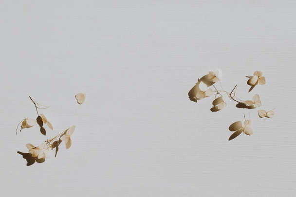 Composition florale neutre avec pétales de fleurs sèches sur fond gris. Flat lay, vue sur le dessus Fleuriste concept de nature minimale. Modèle de maquette vierge
. - Photo, image