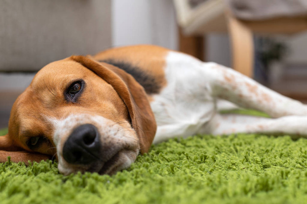 Cute beagle puppy lying on a green carpet at home. Purebred, bes - Fotó, kép