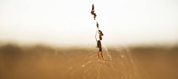 Золотой паук
 - Фото, изображение