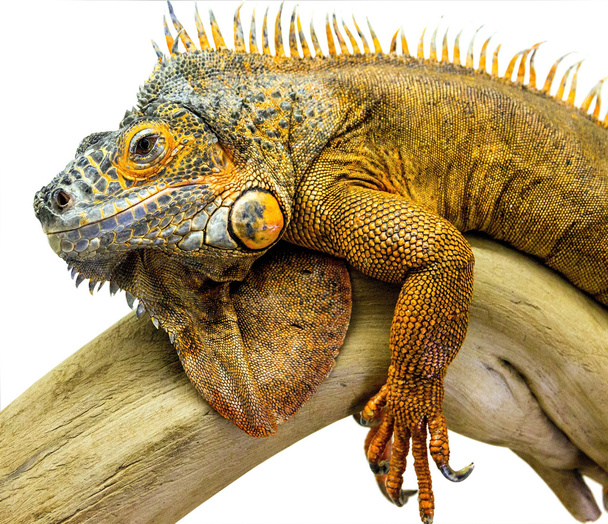 iguana reptil animal
 - Foto, Imagen