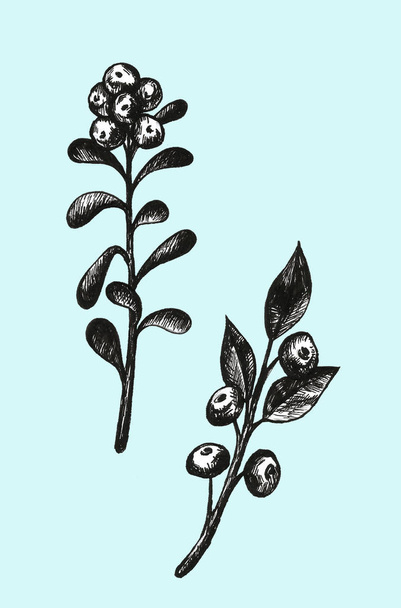 Bilberries ile kalem seti ile çizilmiş el. Orman meyvesi. Eko gıda grafik illüstrasyon Beyaz izole - Fotoğraf, Görsel