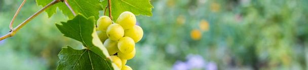 banner of Bunches of white grapes hanging in vineyard against at green and yellow background during sunset - Фото, зображення