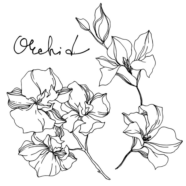 Vector Orchid floral botanical flowers. Black and white engraved ink art. Isolated orchids illustration element. - ベクター画像