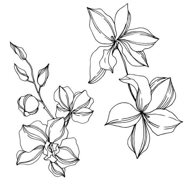 Vector Orchid floral botanical flowers. Black and white engraved ink art. Isolated orchids illustration element. - Vektör, Görsel