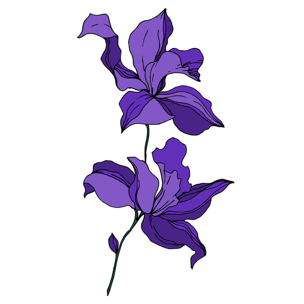 Fiori botanici floreali del Orchid del vettore. Inchiostro inciso in bianco e nero art. Elemento di illustrazione isolata delle orchidee
. - Vettoriali, immagini