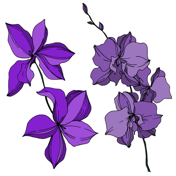 Vector orchidee bloemen botanische bloemen. Zwart-wit gegraveerd Ink Art. Geïsoleerde orchideeën illustratie element. - Vector, afbeelding