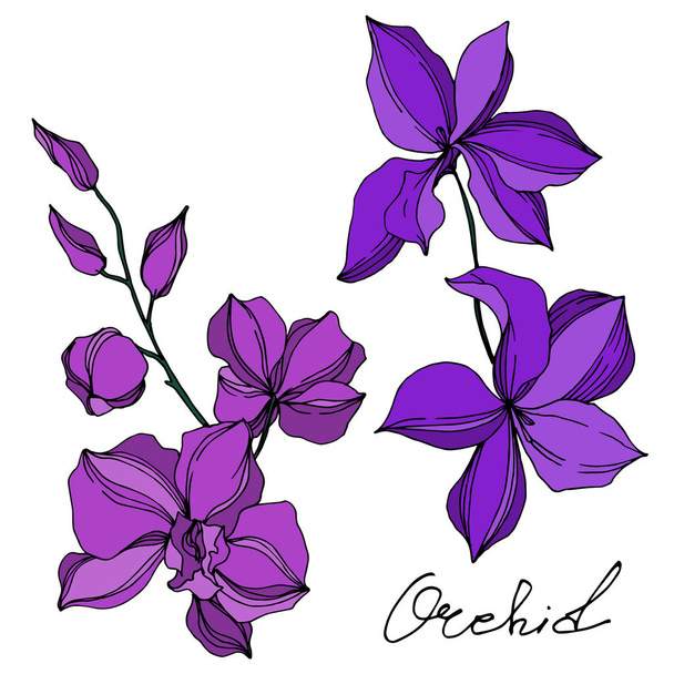 Vector Orchid floral botanical flowers. Black and white engraved ink art. Isolated orchids illustration element. - Vetor, Imagem