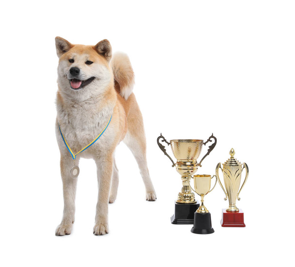 Adorable Akita Inu dog with champion trophies on white background - Φωτογραφία, εικόνα