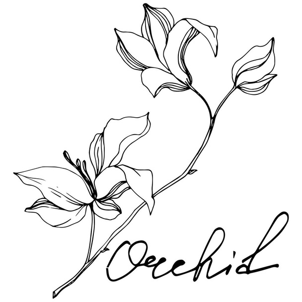 Vector Orchid floral botanical flowers. Black and white engraved ink art. Isolated orchids illustration element. - Вектор,изображение