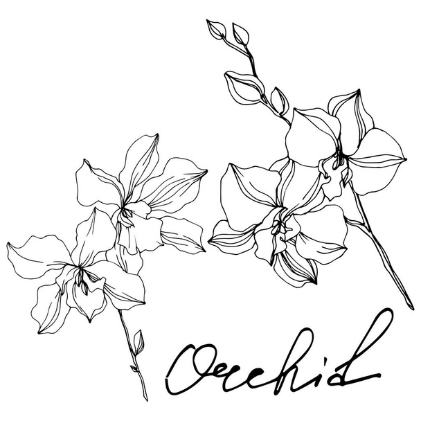 Vector Orchid floral botanical flowers. Black and white engraved ink art. Isolated orchids illustration element. - Vettoriali, immagini