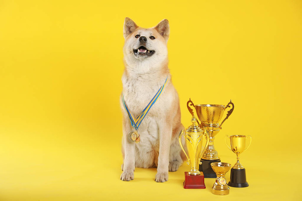 Adorable Akita Inu dog with champion trophies and medals on yellow background - Fotoğraf, Görsel
