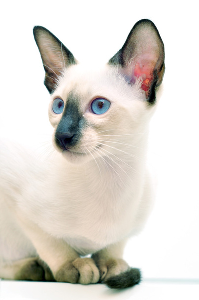 sziámi cica - Fotó, kép