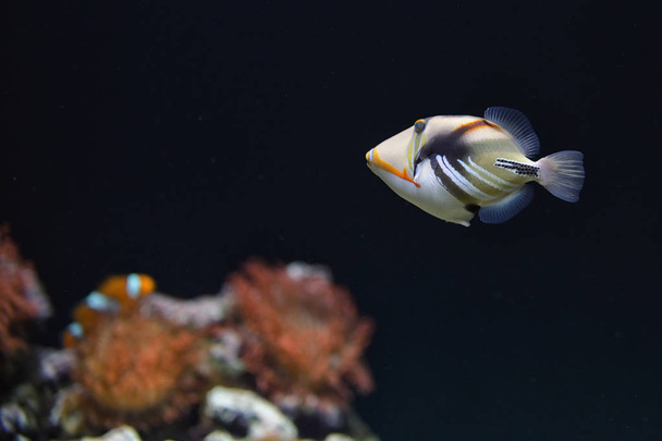 Lagoon triggerfish Coral reef Clown  - Photo, Image