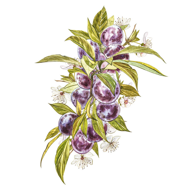 Ripe plum and branch with flowers. Plum drawing watercolor isolated on white background. Watercolor botanical illustration. - Foto, imagen